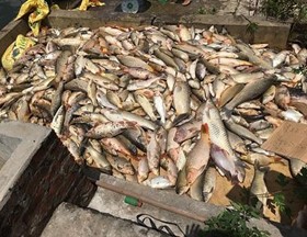 Hải Dương: Công an huyện Nam Sách phục hồi điều tra vụ cá chết hàng loạt
