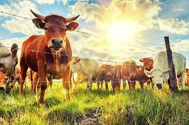 Quyết định 90/QĐ-CN-TACN 2020 chỉ định tổ chức chứng nhận hợp quy thức ăn chăn nuôi