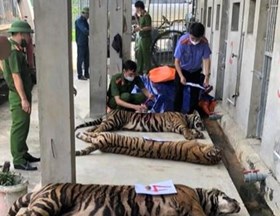 Vụ việc người dân nuôi nhốt 17 con hổ trong nhà 